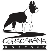 Boston Terrier - Canil Copacabana Bostons